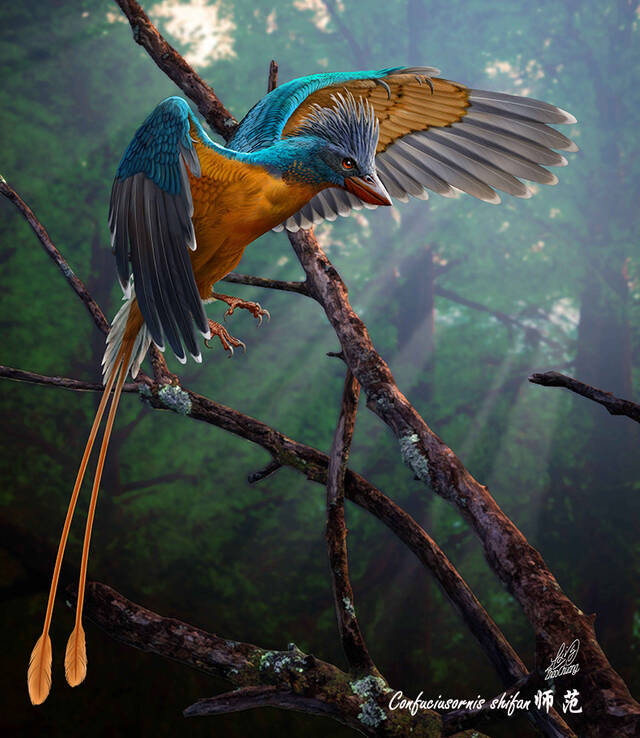 “热河生物群”孔子鸟一个新种——师范孔子鸟