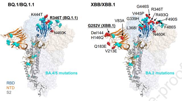 ↑XBB、BQ.1.1刺突突变示意图
