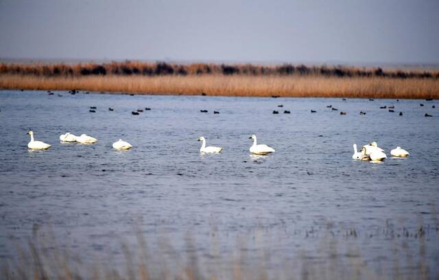 候鸟在天津北大港湿地自然保护区栖息。（新华社记者赵子硕摄）
