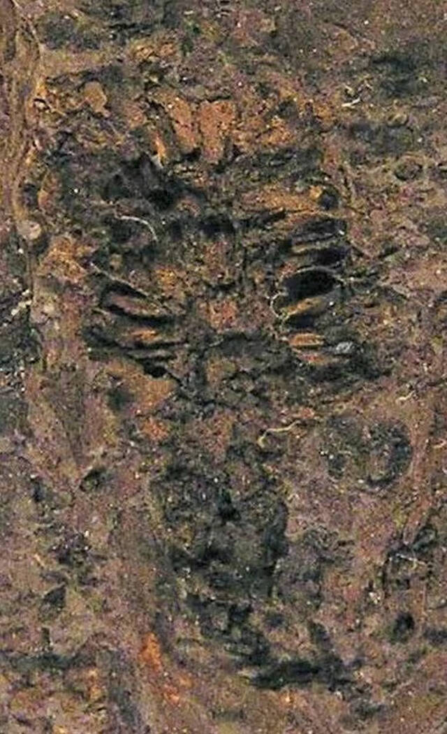内蒙古发现一亿年前“胜利锡林花”化石白垩纪球果状花朵解剖学研究新进展