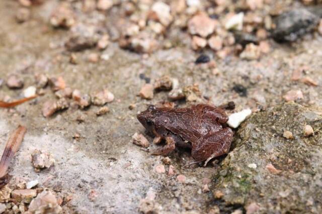 安徽发现蛙类新种——大别山姬蛙
