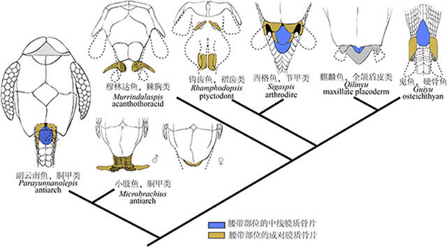 “古鱼王国”完整西屯副云南鱼化石CT扫描为早期有颌类腰带部位解剖结构提供新证据