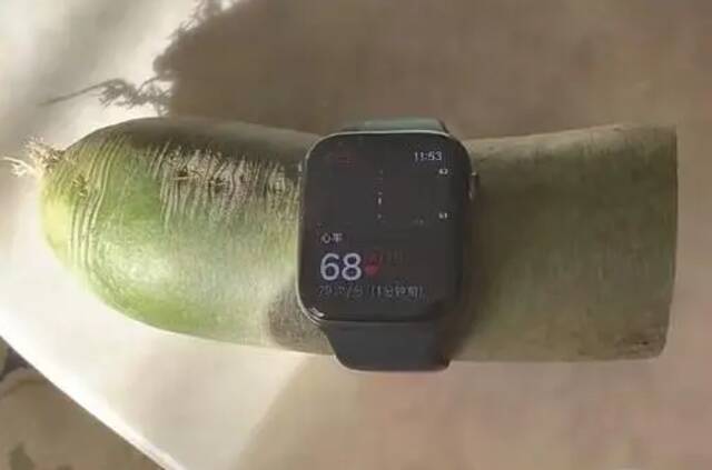 苹果手表测出了萝卜的“心率”。图片来源：上游新闻
