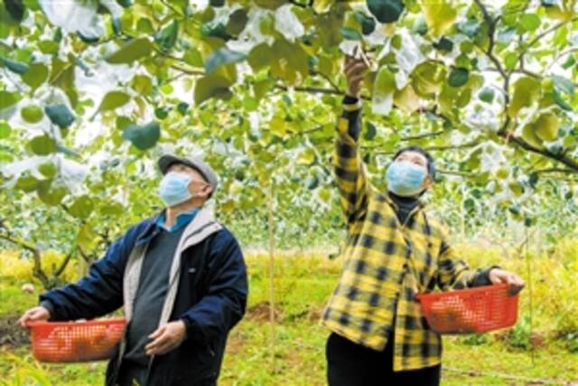 1月5日下午，在美兰区大致坡镇永群村的一片蜜枣地里，一对农户夫妇正在采摘蜜枣。本报记者陈长宇摄