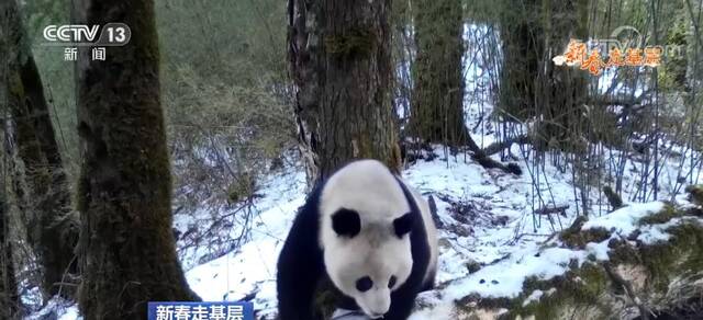 新春走基层  小蜜蜂守护大熊猫