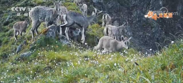 新春走基层  小蜜蜂守护大熊猫