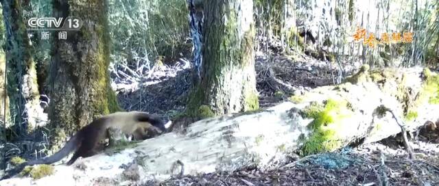 新春走基层  小蜜蜂守护大熊猫