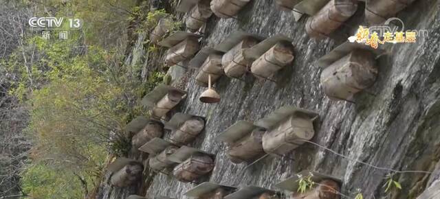 新春走基层  小蜜蜂守护大熊猫