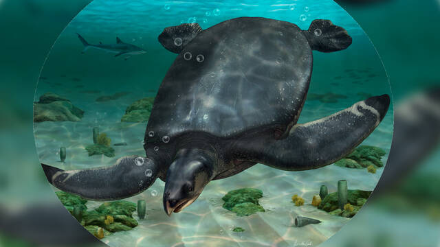 西班牙发现可能是有史以来最大的海龟化石Leviathanochelys aenigmatica体长达3.74米