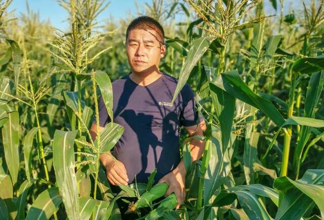 2022年7月26日，在吉林省梨树县北夏家村，邵亮亮检查玉米长势。（受访者供图）