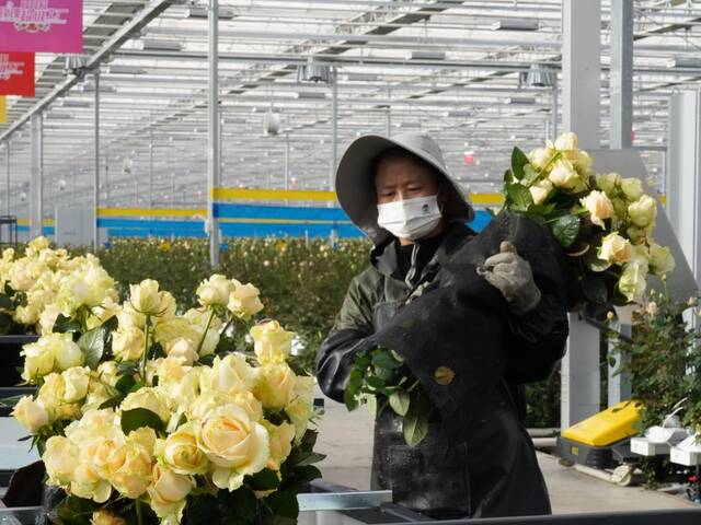 在百益亿农国际鲜花港玫瑰工厂内，工人正在采摘玫瑰。（新华社记者周梦蝶摄）