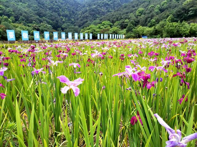 绿化后的填埋场