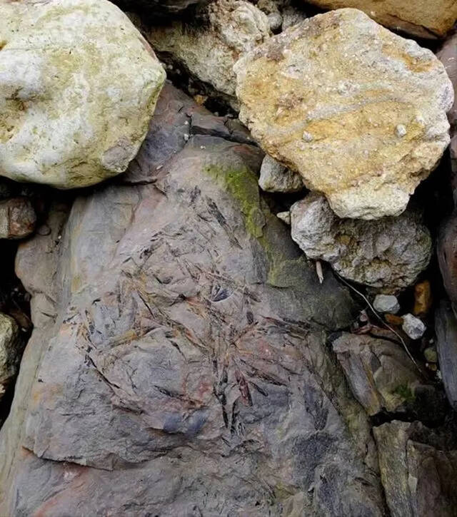 四川省彭州市白鹿镇天生桥村山沟发现大量化石已被禁入专家：研究价值高于收藏价值