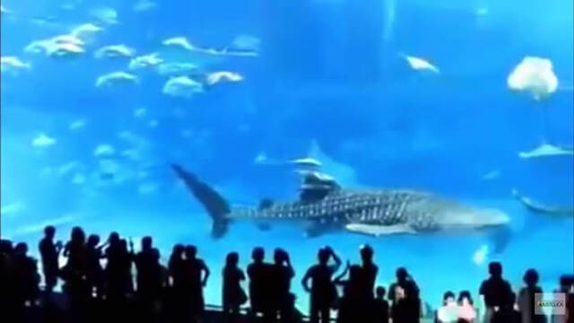 海生水族馆观众频频使用闪光灯拍照一只金枪鱼快速游过来一头撞上玻璃爆血死亡