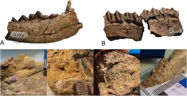 《国际第四纪》：经典泥河湾动物群化石地点的再发现与地层学框架