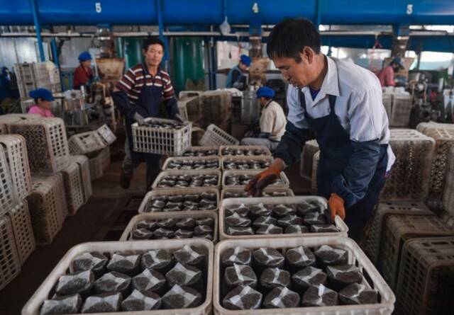  2018年5月24日，吉林省延边朝鲜族自治州汪清县天桥岭镇农民在当地一家菌袋厂内搬运制作好的黑木耳菌袋。新华社记者许畅摄