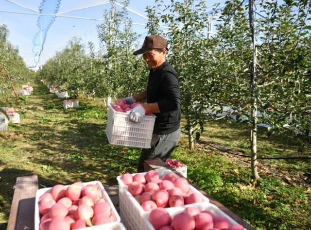 2022年10月10日，在陕西省延安市洛川县永乡镇阿寺村一处果园，果农在搬运苹果。新华社记者张博文摄