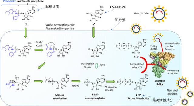 图1：瑞德西韦到最终活性成分（1-TP）的代谢过程。周叶斌图