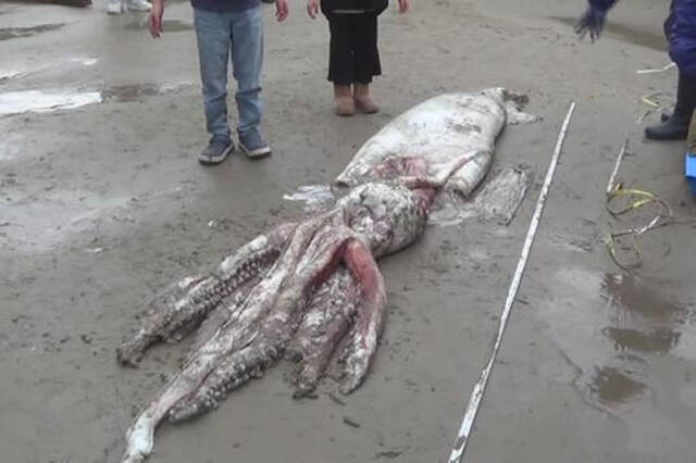 日本鸟取县岩美町海边出现1只身长超过3公尺的大王乌贼尸体
