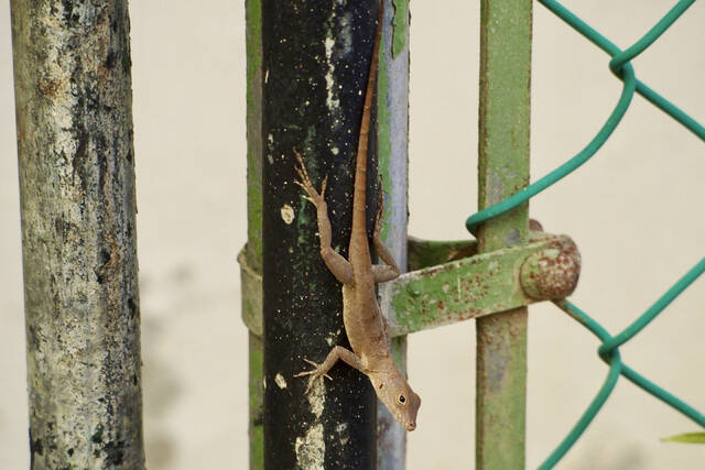 森林蜥蜴通过基因变异在城市中生存