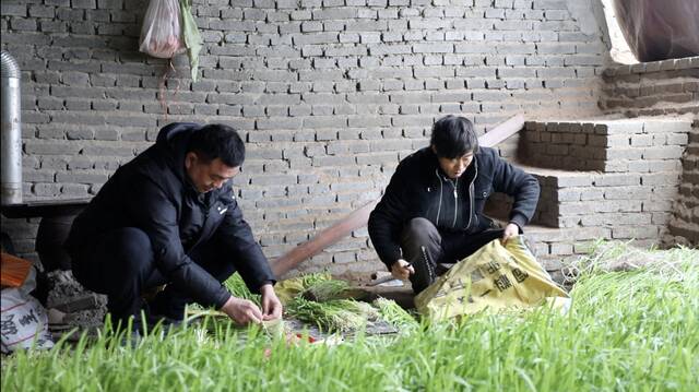 村民韩保华（右）在棚内收割黄韭。（新华社记者张玮华摄）