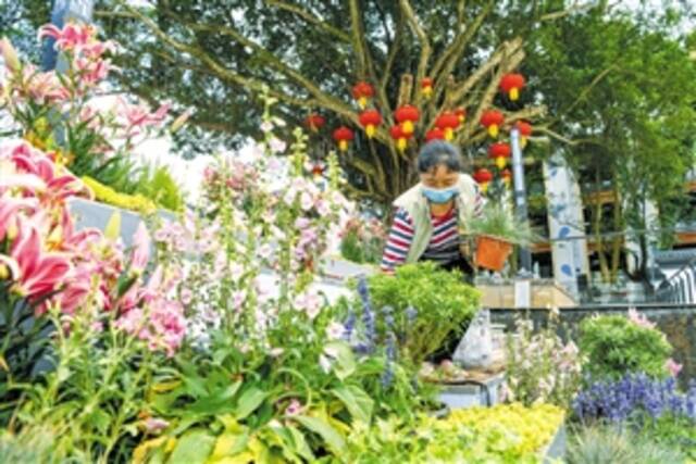 1月15日，在海南热带花卉交易（拍卖）市场，大红灯笼和各类鲜花已放置到位，准备迎接开业。本报记者苏弼坤摄