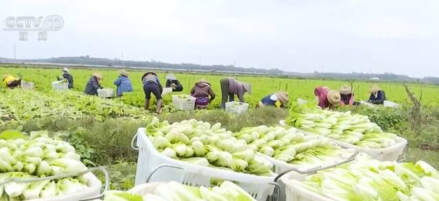 春节期间主要农产品市场运行基本面以稳为主