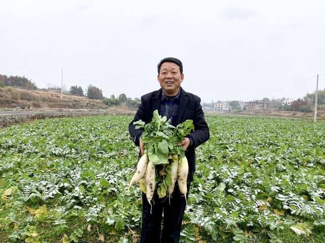 在桥头河镇新塘村，阳加军向记者展示刚拔出的萝卜。新华社记者柳王敏摄