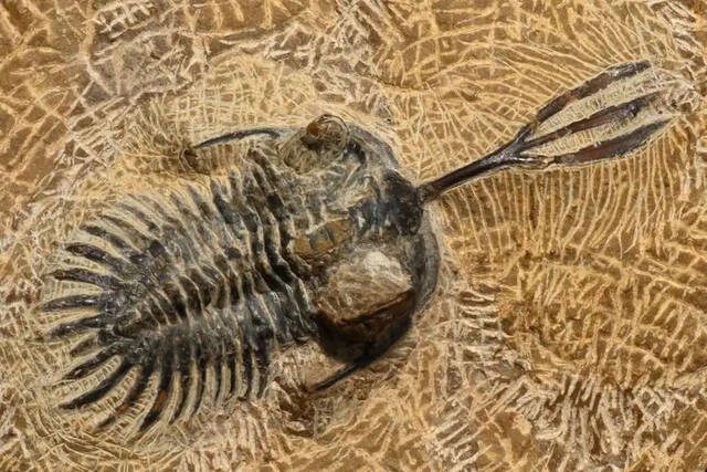 三叶虫使用头上类似三叉戟的角来争夺配偶表明至少在4亿年前动物首次在性战斗中决斗