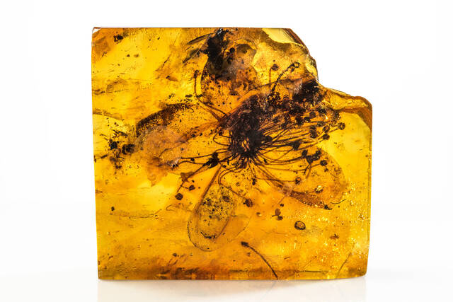 3300多万年前的波罗的海琥珀中发现最大的花朵
