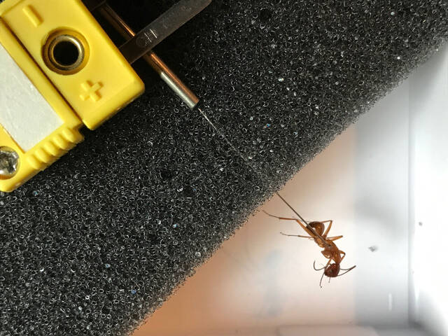 研究发现蚂蚁在气温上升时不会改变自己的行为
