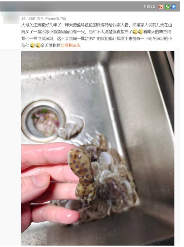 视频｜网友称吃火锅遇蓝环章鱼 剧毒生物为何流入市场?