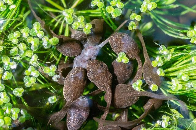 资源短缺时经常可见林蛙（common frog）的蝌蚪捕食同类。PHOTOGRAPH BY GEORGETTE DOUWMA，NATURE PICTURE LI