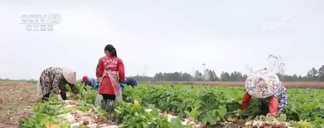 中国多地加紧生产 保障“菜篮子”供应充足