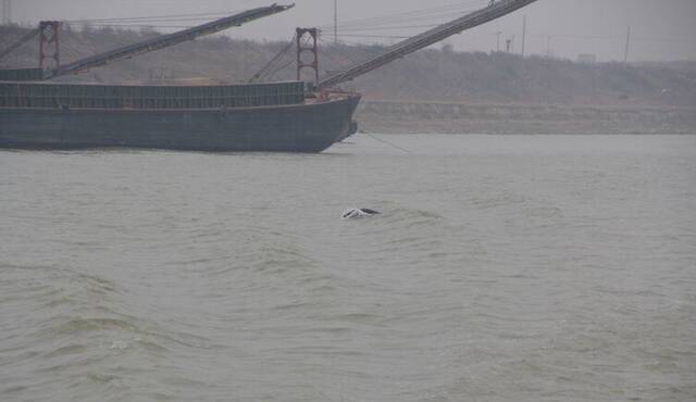 极度濒危的长江江豚有复苏迹象