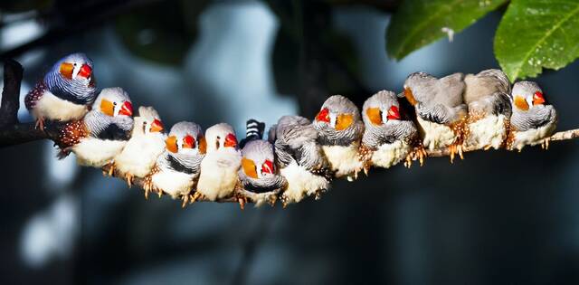 鸟鸣不仅仅是争夺配偶或领地：斑马雀唱歌是为了建立联系