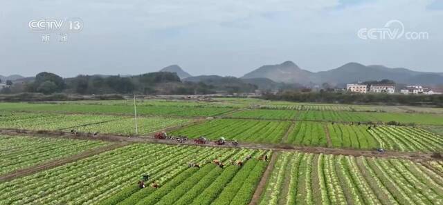 老鲁的卖菜故事：翻倍增加进货量 保障春节市场供应