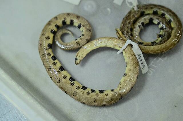 厄瓜多尔亚马逊地区发现新的侏儒蟒蛇Tropidophis cacuangoae以土著活动家名字命名