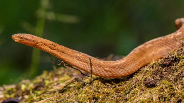 厄瓜多尔亚马逊地区发现新的侏儒蟒蛇Tropidophis cacuangoae以土著活动家名字命名