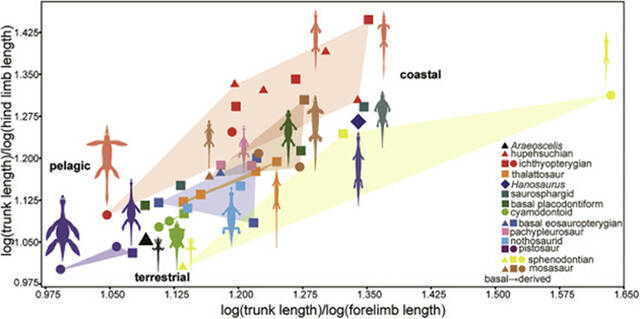 蜥脚下目海生爬行动物祖先的身体形态和适应性辐射