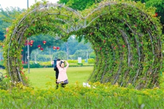③万绿园内的三角梅心形拱门，吸引游客“打卡”拍照。本报记者陈长宇摄