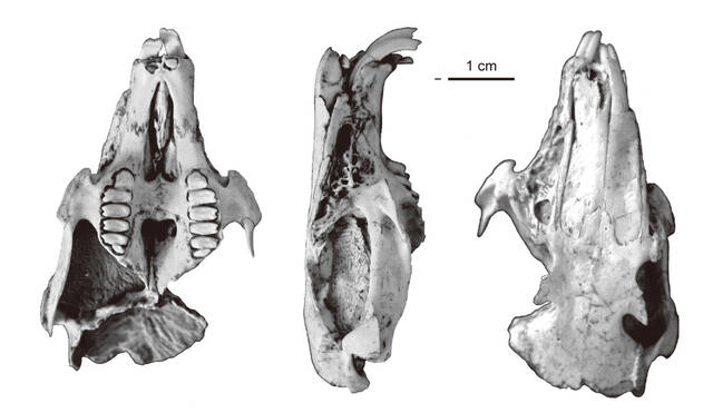 矮脚丝绸兔头骨化石。（中科院古脊椎动物与古人类研究所张兆群供图）
