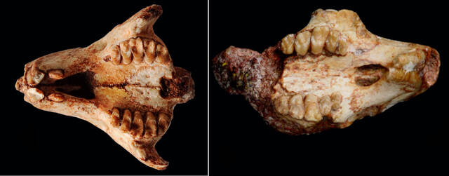 安徽模鼠兔头骨（左）与东方晓鼠头骨前部的齿列（右）。（中科院古脊椎动物与古人类研究所张兆群供图）