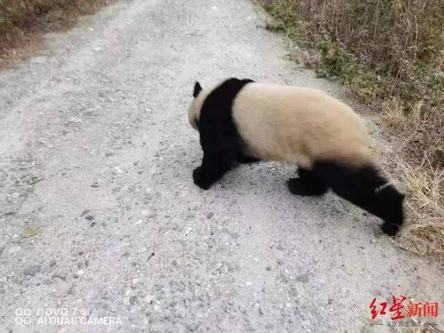 ↑野生大熊猫进村溜达受访者供图