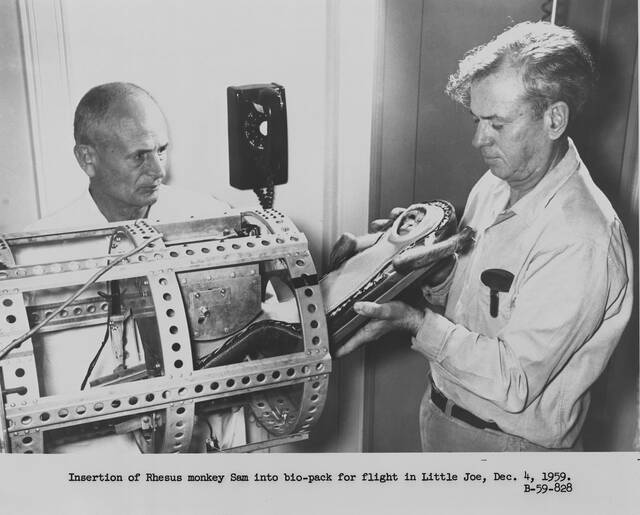 1960年恒河猴“山姆小姐”被发射到太空帮助美国宇航局测试水星飞船的发射逃生系统