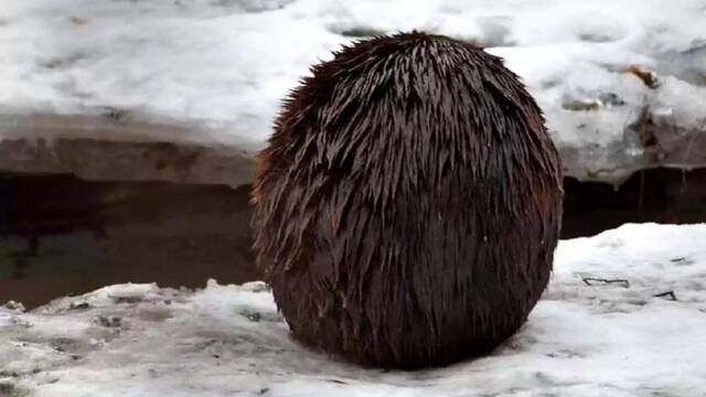 摄影师在雪地发现一个毛茸茸的棕色球体真实身分竟是加拿大国宝河狸