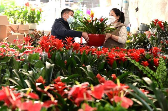 顾客在石家庄桥西区西三教花卉市场选购鲜花。新华社发（陈其保摄）