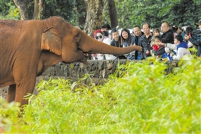 在海南热带野生动植物园，市民游客正在为亚洲象投喂食物。本报记者康登淋摄