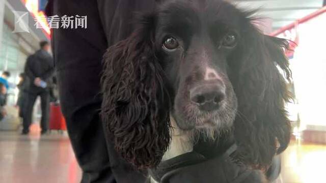 视频｜过年丨警犬“小白”的首个春运