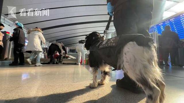 视频｜过年丨警犬“小白”的首个春运